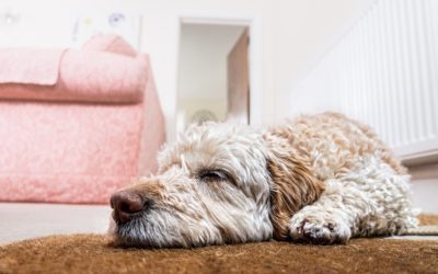 El problema de los animales en las comunidades de vecinos