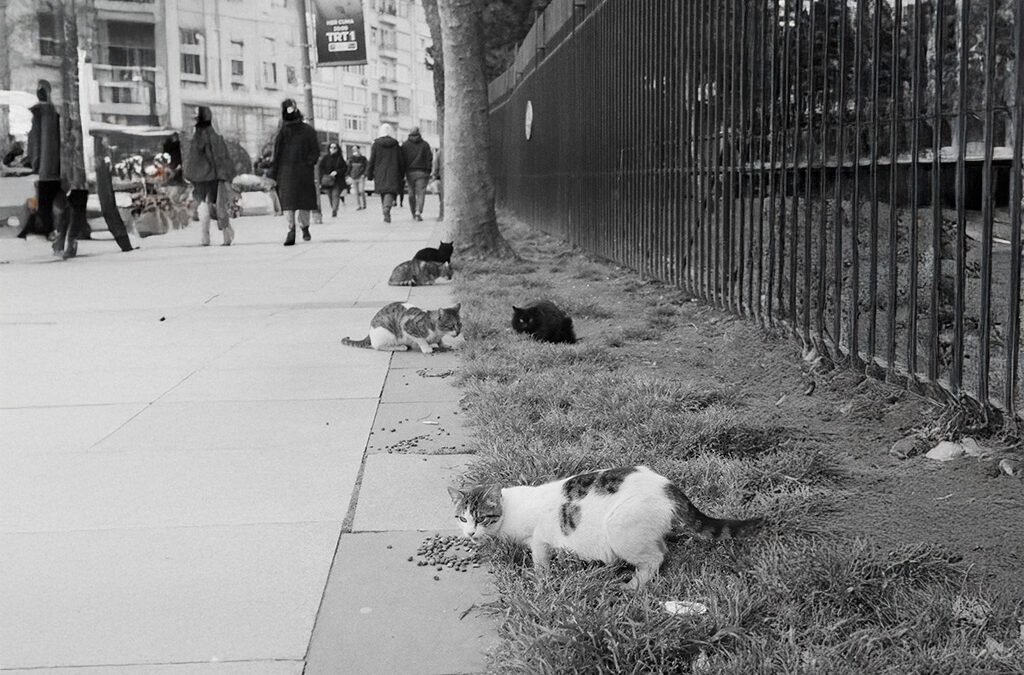 Gatos comunitarios en comunidades privadas