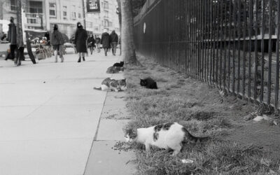 Gatos comunitarios en comunidades privadas